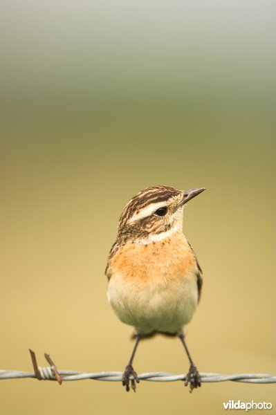 Paapje
