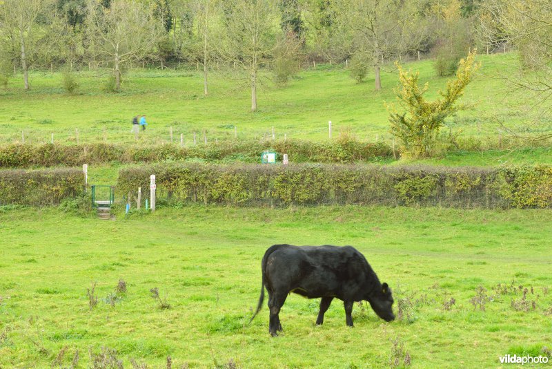 Altenbroek