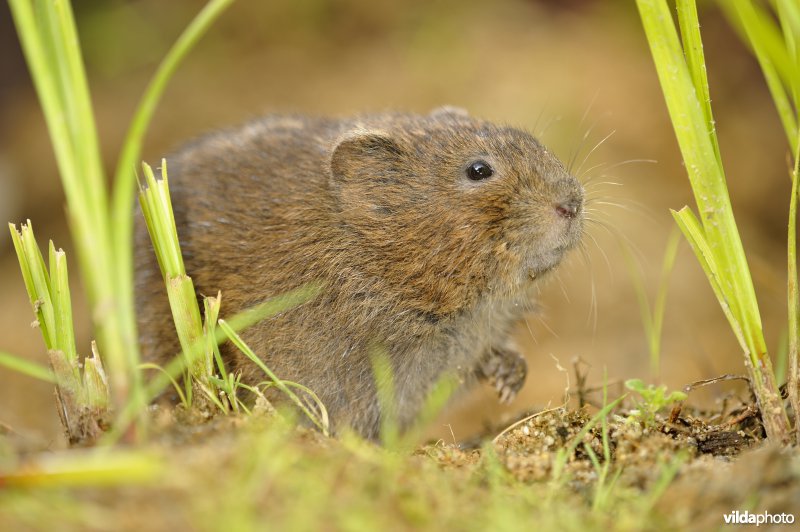 Westeuropese woelrat