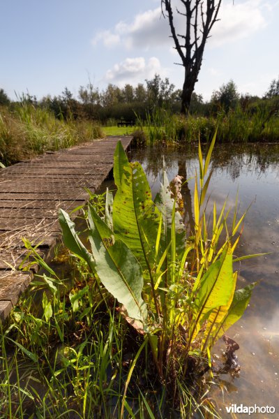 Plankenpad aan het picknickeiland
