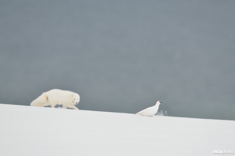 Poolvos besluipt sneeuwhoen